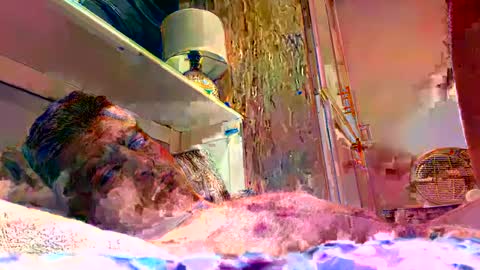 sexdisruptor online show from January 2025 03:07:02 AM