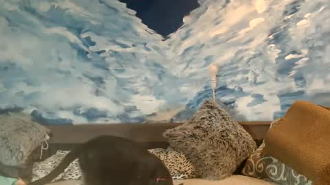 Snapshot of sexyeni chatting on February 2025 11:46:01 PM ENI pvt moan your name WHEN I M NOT online you tell me in SNAPCHAT deal yes add me... FREE TWITTER magiconline101...... online show from February 2025 11:46:01 PM