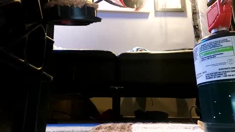 shagz2much online show from January 2025 07:21:01 AM