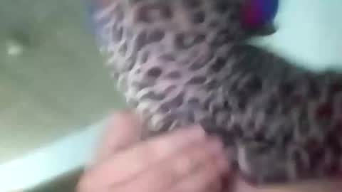 sissycrossdrese online show from January 2025 02:14:01 PM