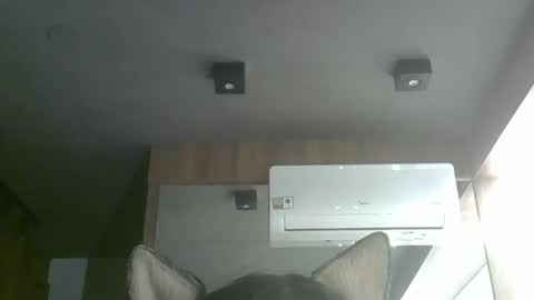 skinnykittencam online show from October 2025 12:53:02 AM