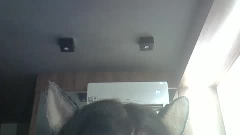 skinnykittencam online show from April 2026 01:16:02 AM