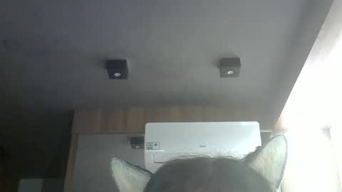 Snapshot of skinnykittencam chatting on May 2026 10:36:01 AM skinnykittencam online show from May 2026 10:36:01 AM