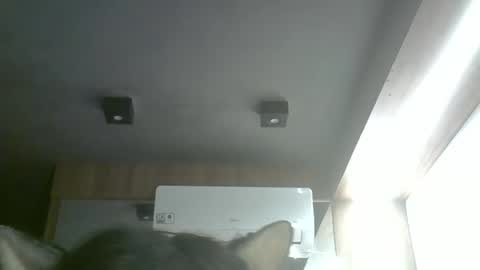 Snapshot of skinnykittencam chatting on May 2026 11:17:01 AM skinnykittencam online show from May 2026 11:17:01 AM