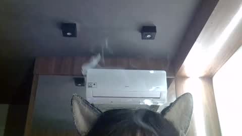 Snapshot of skinnykittencam chatting on May 2026 02:45:01 PM skinnykittencam online show from May 2026 02:45:01 PM