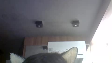 Snapshot of skinnykittencam chatting on May 2026 07:00:01 PM skinnykittencam online show from May 2026 07:00:01 PM