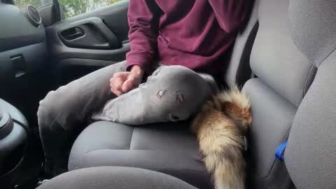 Snapshot of sondages chatting on November 2025 08:04:01 AM Sondages online show from November 2025 08:04:01 AM