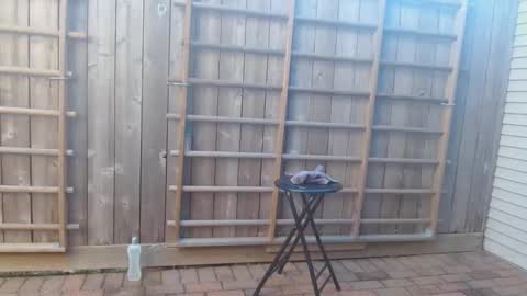 srtxshow online show from December 2024 10:21:02 PM