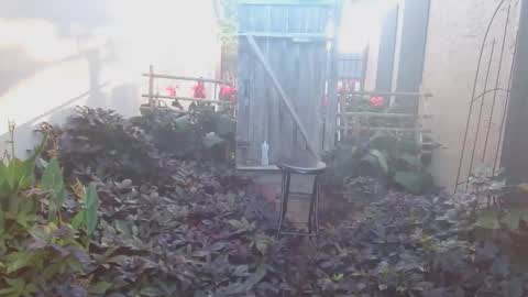 srtxshow online show from October 2025 01:23:01 PM