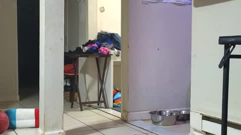 Submissive Slut LOVES adoration online show from January 2025 12:45:02 PM