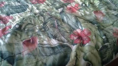 Snapshot of stel7621 chatting on February 2025 03:40:01 PM Rocco-load online show from February 2025 03:40:01 PM