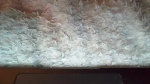 Snapshot of suseee chatting on April 2026 04:46:01 AM Suseee online show from April 2026 04:46:01 AM