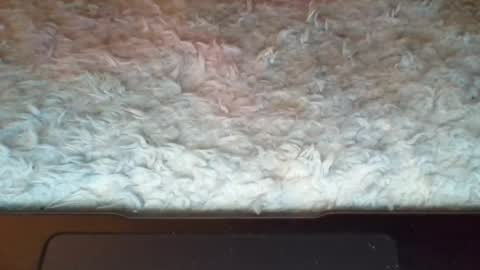 Snapshot of suseee chatting on April 2026 02:39:01 PM Suseee online show from April 2026 02:39:01 PM