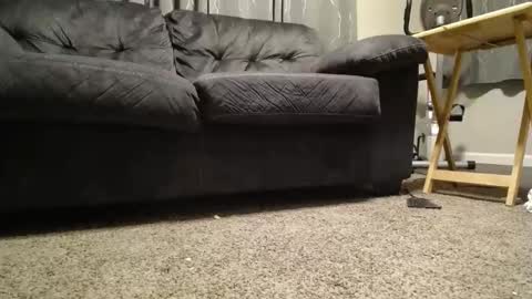 sxtn002 online show from November 2025 11:10:02 AM