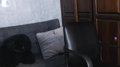 Snapshot of tairontucke chatting on December 2024 01:48:02 AM Tairon Tucke online show from December 2024 01:48:02 AM