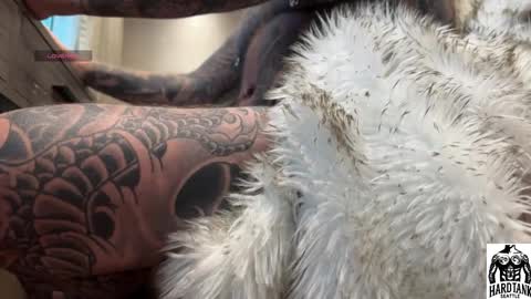 Tank Guy online show from April 2026 09:45:01 PM