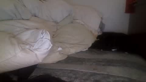 Snapshot of tellias1 chatting on September 2025 10:37:01 AM tellias online show from September 2025 10:37:01 AM