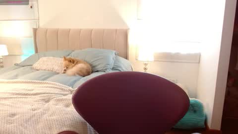   online show from January 2025 08:35:01 PM