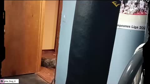 Snapshot of the_alpha_dog_xxx chatting on March 2025 06:23:01 PM the_alpha_dog_xxx online show from March 2025 06:23:01 PM