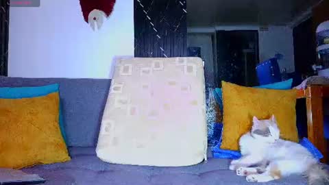 Snapshot of the_dog_lian chatting on June 2026 12:27:01 AM the dog lian online show from June 2026 12:27:01 AM
