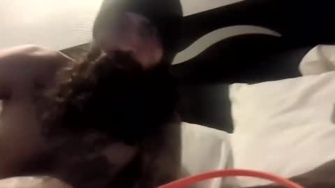 Snapshot of theh4iryfi5h chatting on February 2026 12:28:01 PM theh4iryfi5h online show from February 2026 12:28:01 PM