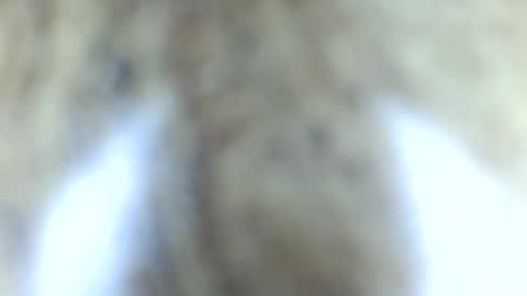 Snapshot of tinypecker6 chatting on June 2026 05:57:02 PM tinypecker6 online show from June 2026 05:57:02 PM