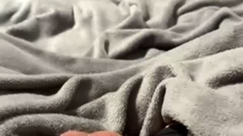 tmue online show from February 2026 01:33:02 PM