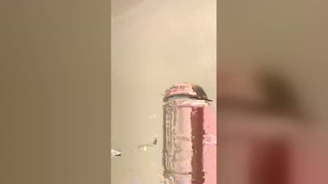 tommygun4969 online show from February 2026 12:37:02 AM