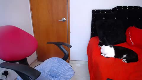 Eveling Blanco  online show from February 2025 05:53:01 PM