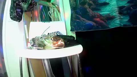 vegasmd online show from February 2025 11:04:02 PM