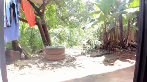 venus ... zeus sheer  online show from February 2025 05:07:01 PM