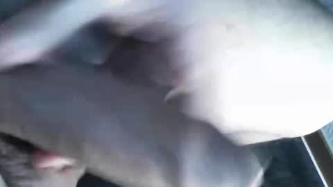   online show from March 2025 11:39:01 PM