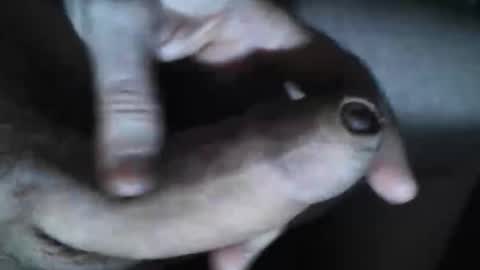   online show from October 2025 07:36:02 PM