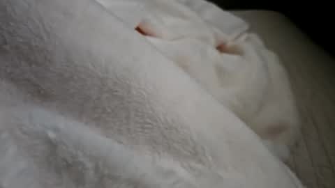 Snapshot of what_whaaat chatting on September 2025 05:03:01 PM what_whaaat online show from September 2025 05:03:01 PM