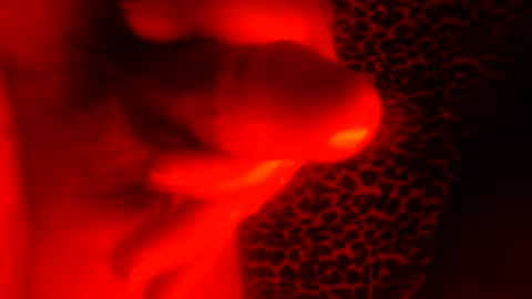 Snapshot of whor4mor chatting on January 2025 01:03:01 PM whor4mor online show from January 2025 01:03:01 PM