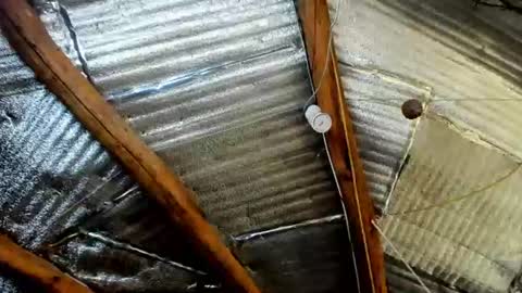 Snapshot of wildforestmuse chatting on July 2026 06:05:01 AM wildforestmuse twitter online show from July 2026 06:05:01 AM