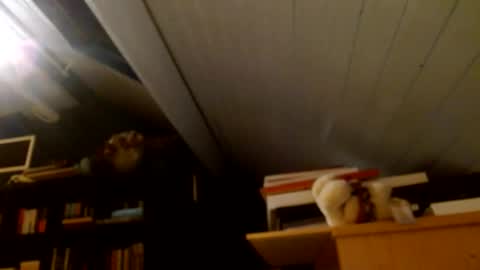 zolexthomas online show from January 2025 04:43:01 PM