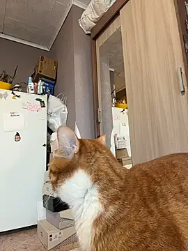 AmmyHot online show from January 2026 04:07:02 AM