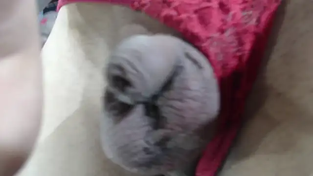 Snapshot of emma_onassis_17 chatting on January 2025 09:17:02 AM emma onassis 17 online show from January 2025 09:17:02 AM