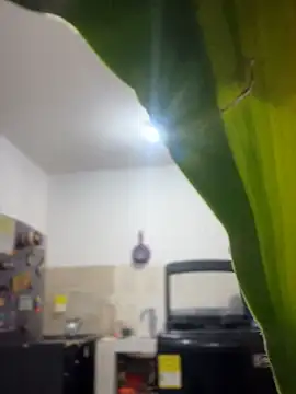 emily rosse04 online show from March 2026 11:16:01 AM