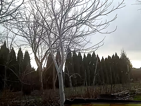 Snapshot of perversalus chatting on February 2025 01:08:02 PM perversalus online show from February 2025 01:08:02 PM