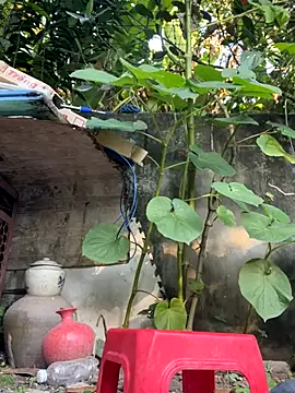 Snapshot of __Saphia__ chatting on November 2025 12:35:01 AM Saphia online show from November 2025 12:35:01 AM