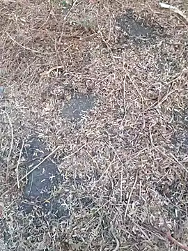 Ajith mvi online show from April 2026 01:20:02 AM