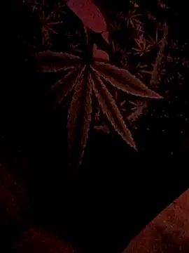 ySqmbVanbe online show from February 2026 07:02:02 AM