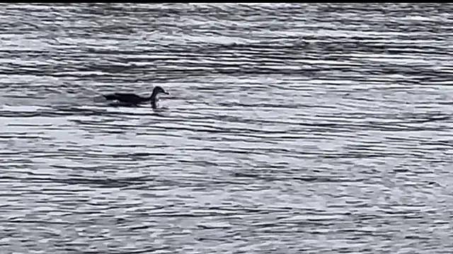 Snapshot of tokimori chatting on February 2025 06:54:02 AM tokimori online show from February 2025 06:54:02 AM