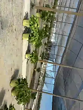 Snapshot of Jose_rz chatting on May 2026 08:03:02 PM Jose rz online show from May 2026 08:03:02 PM