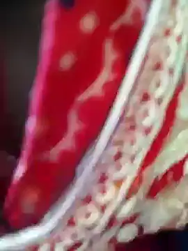 Snapshot of Bengoli--bhabhi chatting on February 2025 04:18:02 AM Bengoli--bhabhi online show from February 2025 04:18:02 AM