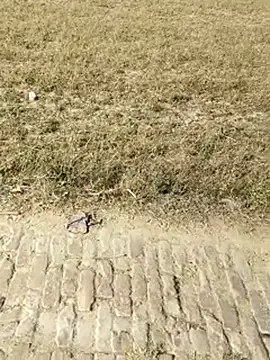 Hot-rubina online show from April 2026 10:41:02 AM