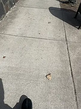 GersonGil1 online show from March 2026 04:41:01 PM