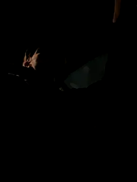 Snapshot of bigmerc chatting on November 2025 09:57:02 PM bigmerc online show from November 2025 09:57:02 PM